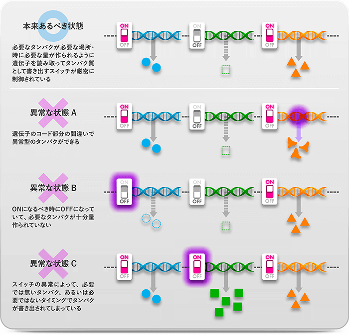 本来あるべき状態 必要なタンパクが必要な場所・時に必要な量が作られるように遺伝子を読み取ってタンパク質として書き出すスイッチが厳密に制御されている 異常な状態 A 遺伝子のコード部分の間違いで異常型のタンパクができる 異常な状態 B ONになるべき時にOFFになっていて、必要なタンパクが十分料作られていない 異常な状態C スイッチの異常によって、必要では無いタンパク、あるいは必要ではないタイミングでタンパクが書き出されてしまっている
